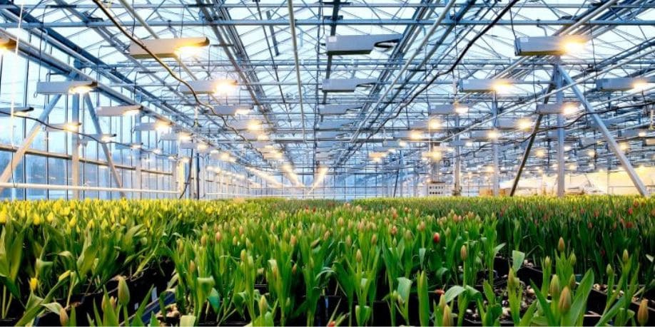 Importancia de la iluminación inteligente en el agro Revista Industria Alimentaria